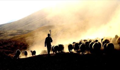 Cep telefonu arızalanınca ortaya çıktı: Hayvanları kaybeden erkek çobana cinsel istismar ve dayak