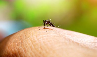 Brezilya’da Dang Humması alarmı: Can kaybı 100’ü aştı