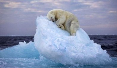 Küresel ısınma kutup ayılarının avlanma stratejilerini değiştiriyor