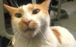 Kedi Eros’tan sonra “Faruk” mu? “Sınav gözetmeni 5. kattan itti” iddiası