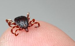 Nisan ve mayıs ayları için ‘vektör’ uyarısı